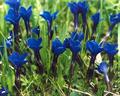 Spring gentian